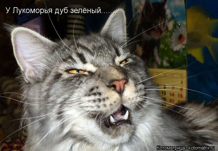 Котоматрица: У Лукоморья дуб зелёный.......