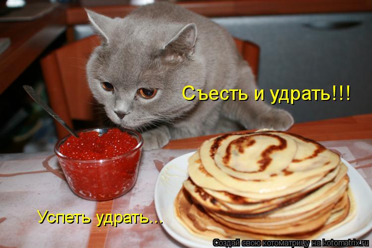 Котоматрица: Съесть и удрать!!! Успеть удрать...