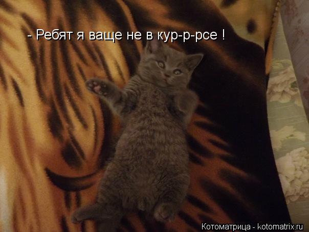 Котоматрица: - Ребят я ваще не в кур-р-рсе !