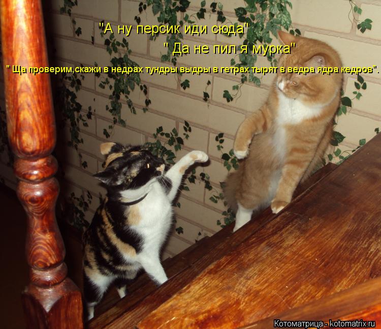 Котоматрица: "А ну персик иди сюда"   " Да не пил я мурка"  " Ща проверим,скажи в недрах тундры выдры в гетрах тырят в ведра ядра кедров".