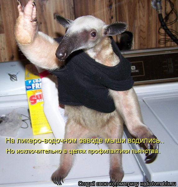 Котоматрица: На ликеро-водочном заводе мыши водились.. Но исключительно в целях профилактики пьянства.