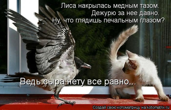 Котоматрица: Лиса накрылась медным тазом.  Дежурю за нее давно. Ну, что глядишь печальным глазом?  Ведь сыра нету все равно...