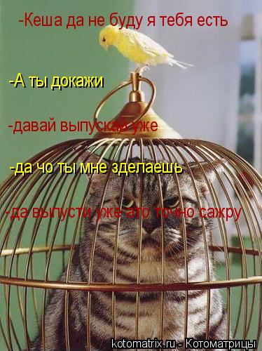 Котоматрица: -Кеша да не буду я тебя есть -А ты докажи -давай выпускай уже -да чо ты мне зделаешь -да выпусти уже ато точно сажру