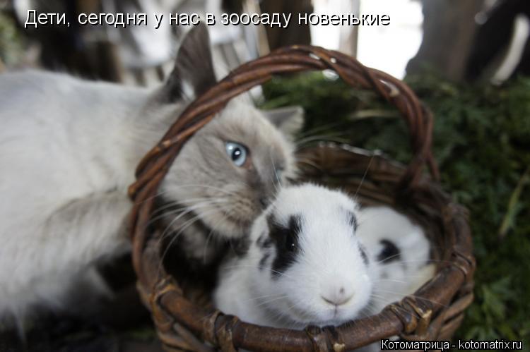 Котоматрица: Дети, сегодня у нас в зоосаду новенькие