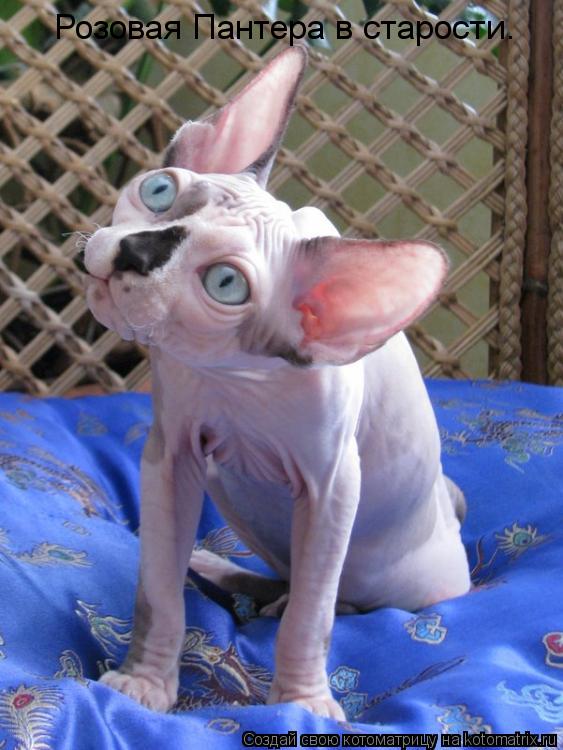 Розовая Пантера в старости.... Котоматрица: Розовая Пантера в старости.