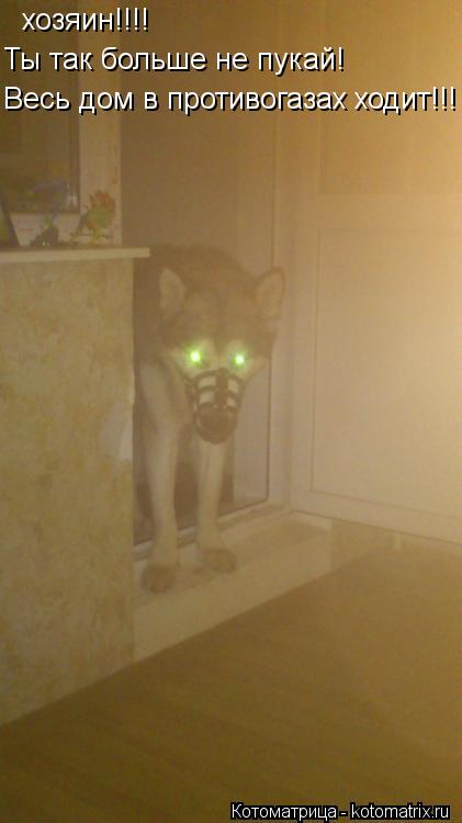 Котоматрица: хозяин!!!!   Ты так больше не пукай! Весь дом в противогазах ходит!!!