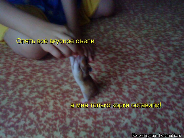Котоматрица: Опять всё вкусное съели, а мне только корки оставили!