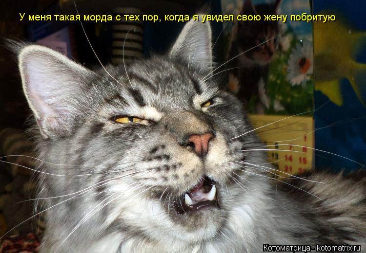 Котоматрица: У меня такая морда с тех пор, когда я увидел свою жену побритую