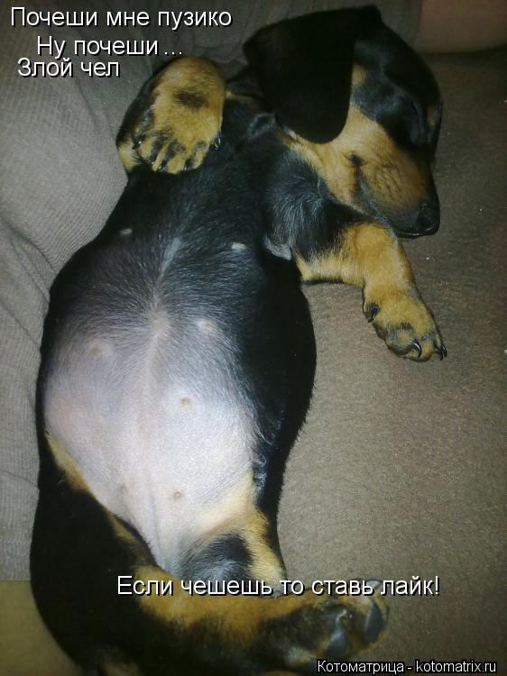 Котоматрица: Почеши мне пузико Ну почеши ... Злой чел Если чешешь то ставь лайк!