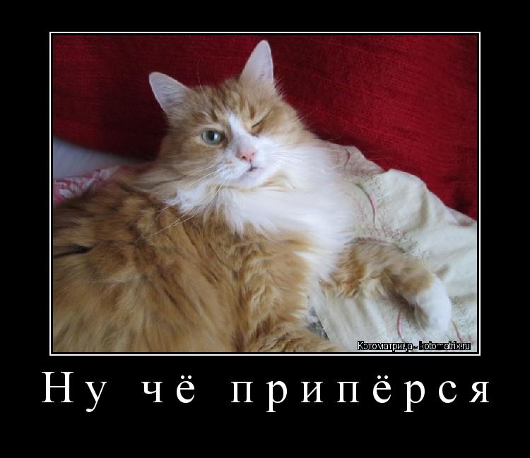 Котоматрица: Ну чё припёрся 