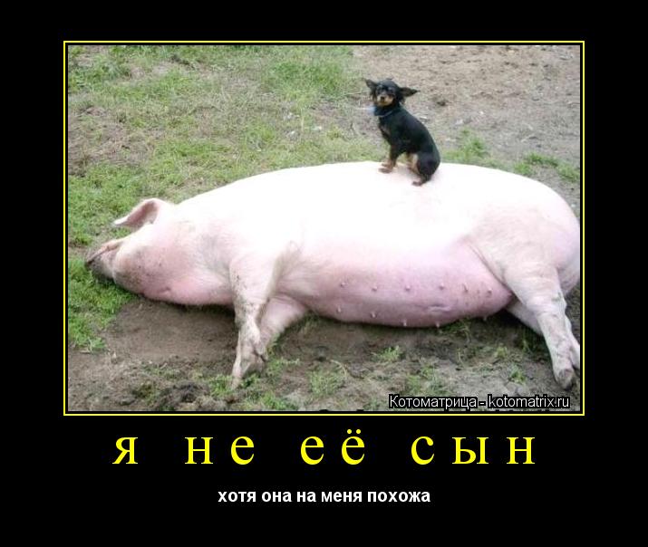 Котоматрица: я не её сын хотя она на меня похожа