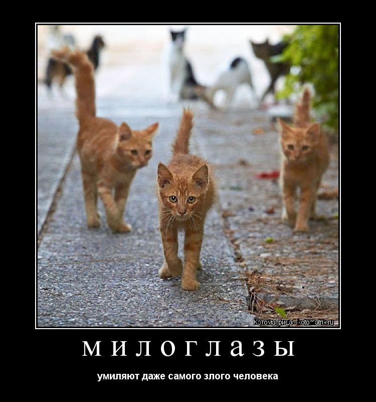 Котоматрица: милоглазы умиляют даже самого злого человека