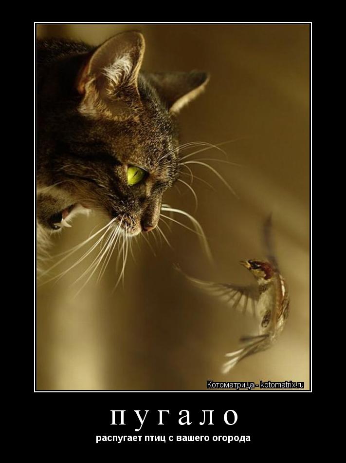 Котоматрица: пугало распугает птиц с вашего огорода