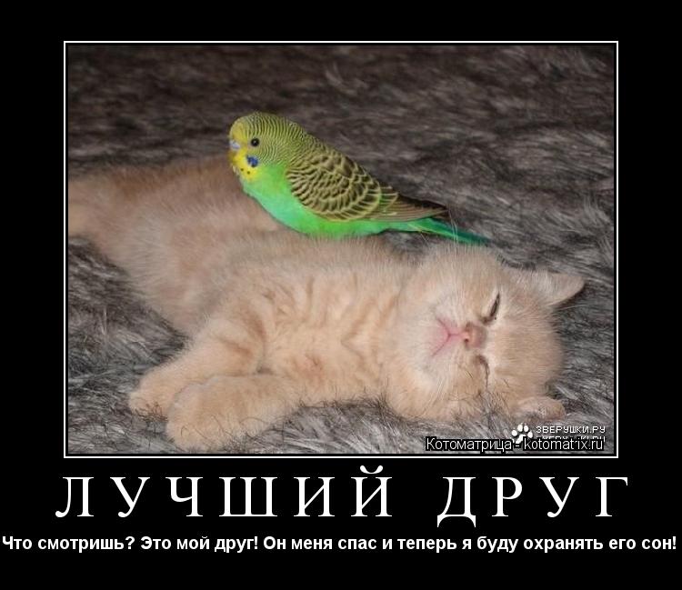 ЛУЧШИЙ ДРУГ Что смотришь? Это мой друг! Он меня спас и теперь я буду охранять его сон! ... Котоматрица: ЛУЧШИЙ ДРУГ Что смотришь? Это мой друг! Он меня спас и теперь я буду охранять его сон!