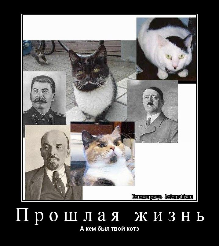 Котоматрица: Прошлая жизнь  А кем был твой котэ
