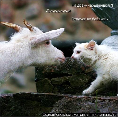 Котоматрица: На драку нарываешся?!- -Б-е-е-е-е-е-е! Отвечай не бебекай!-