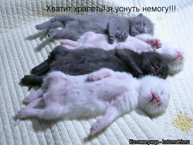 Котоматрица: -Хватит храпеть! я уснуть немогу!!!
