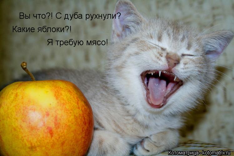 Котоматрица: Вы что?! С дуба рухнули? Какие яблоки?! Я требую мясо!