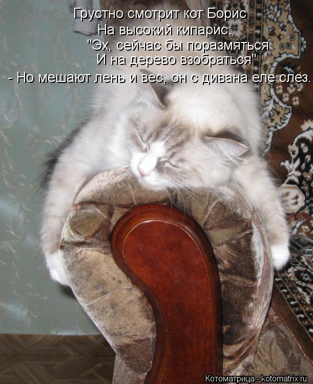 Котоматрица: Грустно смотрит кот Борис На высокий кипарис:  "Эх, сейчас бы поразмяться   И на дерево взобраться" - Но мешают лень и вес, он с дивана еле слез.
