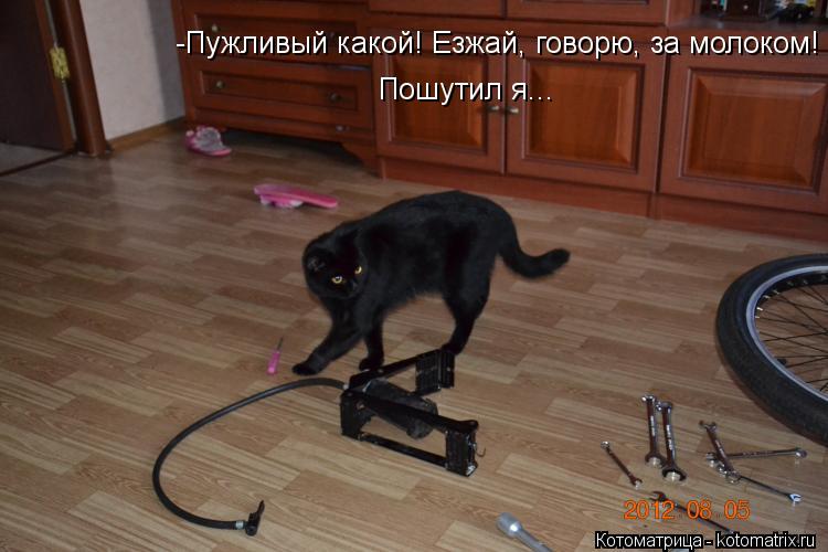 Котоматрица: -Пужливый какой! Езжай, говорю, за молоком! Пошутил я...
