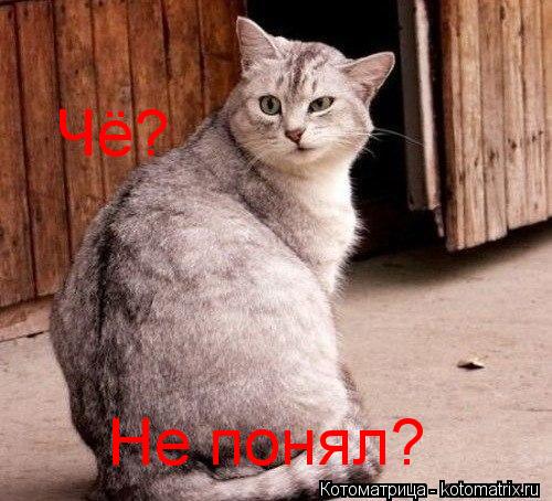 Не понял? Чё?... Котоматрица: Не понял? Чё?