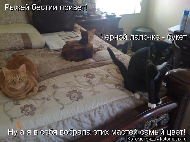 Котоматрица: Рыжей бестии привет! Черной лапочке - букет Ну а я в себя вобрала этих мастей самый цвет!