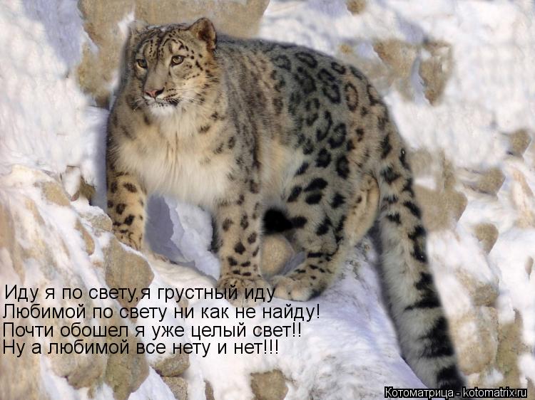 Иду я по свету,я грустный иду Любимой по свету ни как не найду! Почти обошел я уже целый свет!! Ну а ... Котоматрица: Иду я по свету,я грустный иду Любимой по свету ни как не найду! Почти обошел я уже целый свет!! Ну а любимой все нету и нет!!!