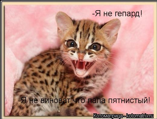 Котоматрица: -Я не гепард! -Я не виноват что папа пятнистый!