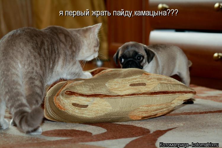 я первый жрать пайду,камацына???... Котоматрица: я первый жрать пайду,камацына???
