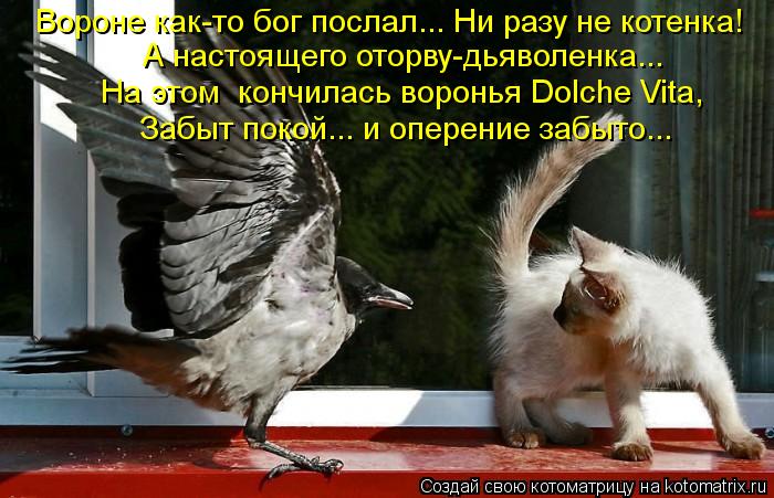 Котоматрица: Вороне как-то бог послал... Ни разу не котенка! А настоящего оторву-дьяволенка... На этом  кончилась воронья Dolche Vita, Забыт покой... и оперение за