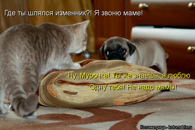 Где ты шлялся изменник?! Я звоню маме! Ну, Мурочка! Ты же знаешь, я люблю Одну тебя! Не надо мамы!... Котоматрица: Где ты шлялся изменник?! Я звоню маме! Ну, Мурочка! Ты же знаешь, я люблю Одну тебя! Не надо мамы!