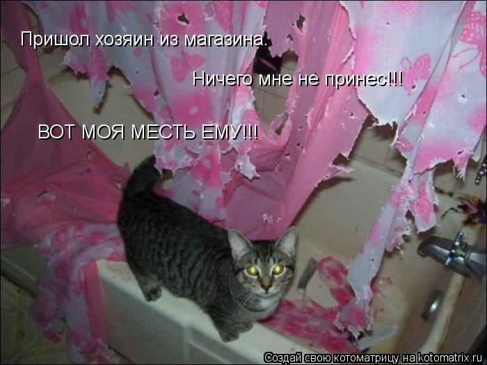Котоматрица: Пришол хозяин из магазина. Пришол хозяин из магазина. Ничего мне не принес!!! ВОТ МОЯ МЕСТЬ ЕМУ!!!