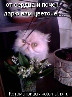 Котоматрица: от сердца и почек дарю вам цветочек...