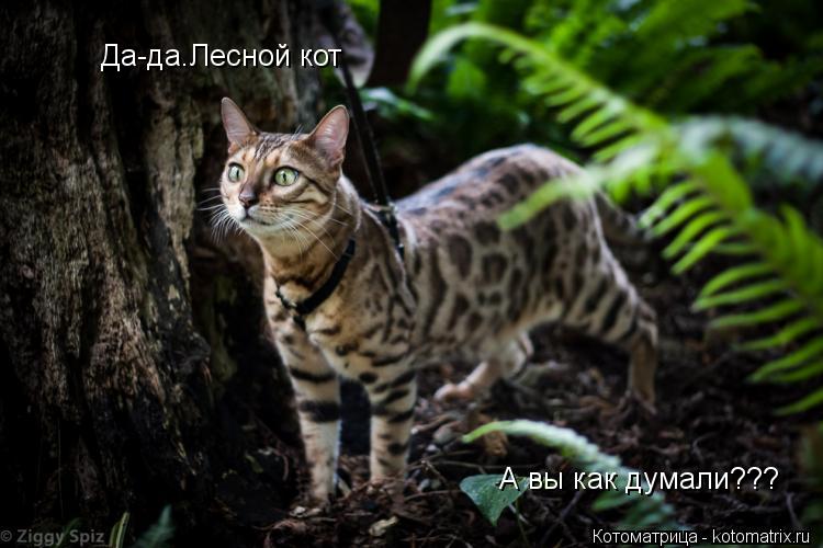 Да-да.Лесной кот А вы как думали???... Котоматрица: Да-да.Лесной кот А вы как думали???