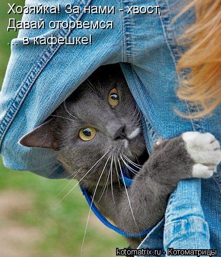 Хозяйка! За нами - хвост, Давай оторвемся ... в кафешке!... Котоматрица: Хозяйка! За нами - хвост, Давай оторвемся ... в кафешке!