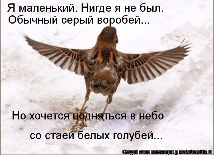 Я маленький. Нигде я не был. Обычный серый воробей... Но хочется подняться в небо со стаей белых гол... Котоматрица: Я маленький. Нигде я не был. Обычный серый воробей... Но хочется подняться в небо со стаей белых голубей...