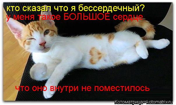 Котоматрица: кто сказал что я бессердечный? у меня такое БОЛЬШОЕ сердце что оно внутри не поместилось