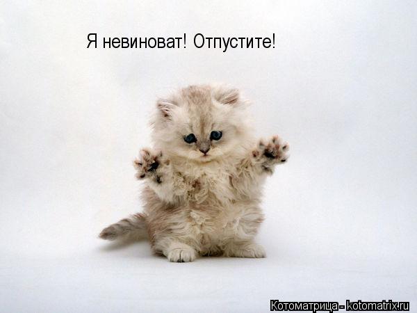 Я невиноват! Отпустите!... Котоматрица: Я невиноват! Отпустите!
