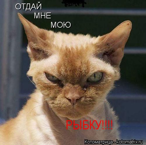 ОТДАЙ МНЕ МОЮ РЫБКУ!!!!... Котоматрица: ОТДАЙ МНЕ МОЮ РЫБКУ!!!!