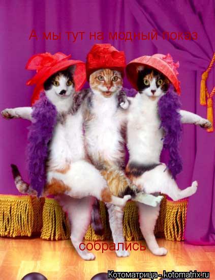 Котоматрица: А мы тут на модный показ А мы тут на модный показ собрались