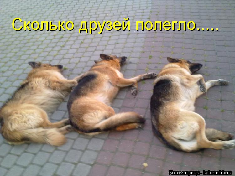 Сколько друзей полегло........ Котоматрица: Сколько друзей полегло.....