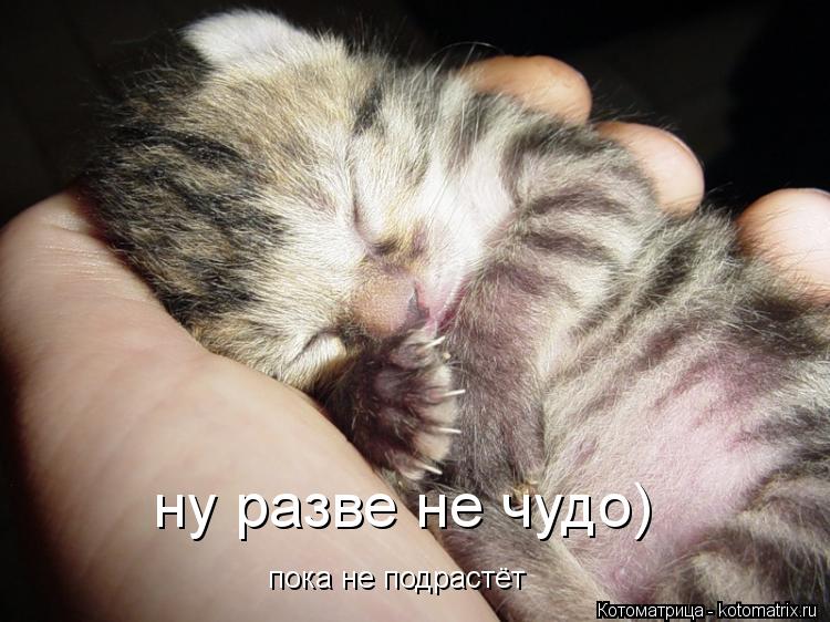 ну разве не чудо) пока не подрастёт... Котоматрица: ну разве не чудо) пока не подрастёт