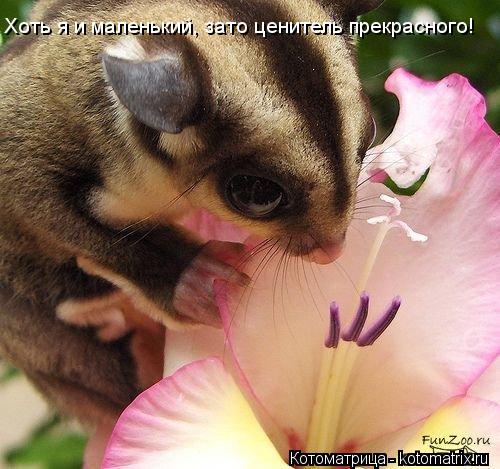 Котоматрица: Хоть я и маленький, зато ценитель прекрасного!