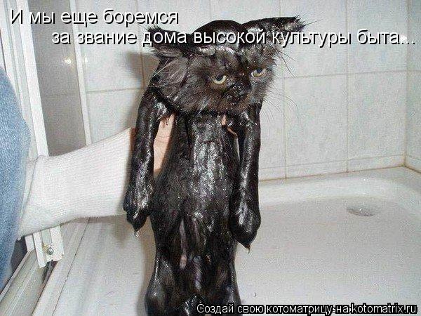 Котоматрица: И мы еще боремся  за звание дома высокой культуры быта...