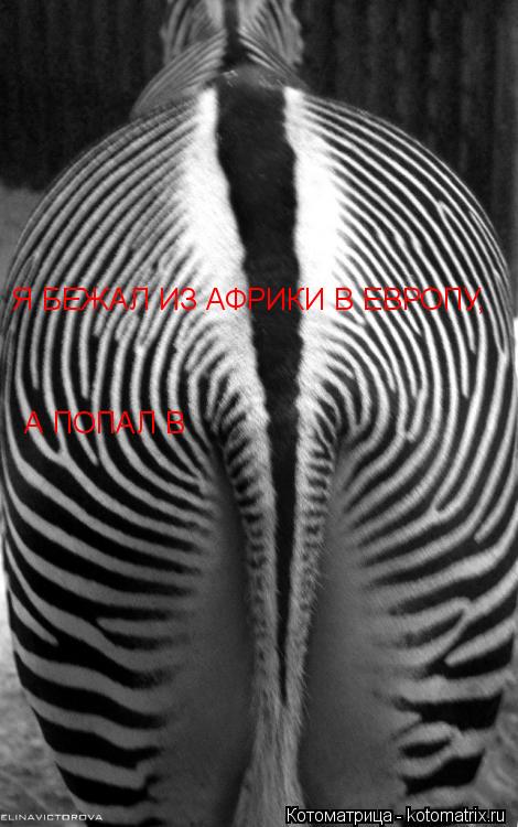 Котоматрица: Я БЕЖАЛ ИЗ АФРИКИ В ЕВРОПУ, А ПОПАЛ В