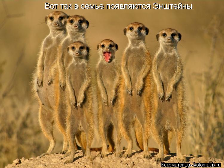 Котоматрица: Вот так в семье появляются Энштейны