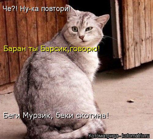 Че?! Ну-ка повтори! Баран ты Барсик,говорю! Беги Мурзик, беки скотина!... Котоматрица: Че?! Ну-ка повтори! Баран ты Барсик,говорю! Беги Мурзик, беки скотина!