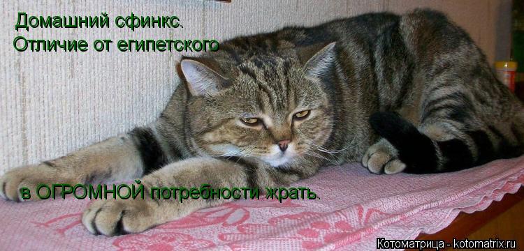 Котоматрица: Домашний сфинкс. Отличие от египетского  в ОГРОМНОЙ потребности жрать.