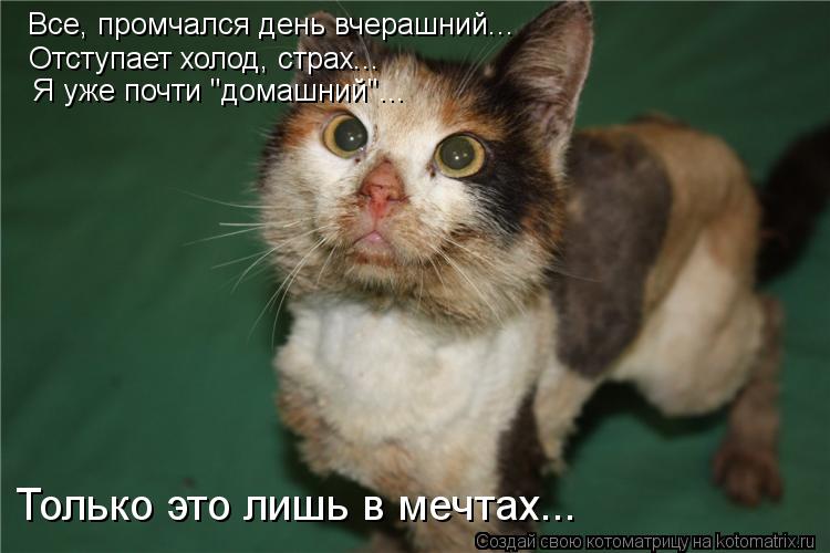 Все, промчался день вчерашний... Отступает холод, страх... Я уже почти "домашний"... Только это лишь ... Котоматрица: Все, промчался день вчерашний... Отступает холод, страх... Я уже почти "домашний"... Только это лишь в мечтах...