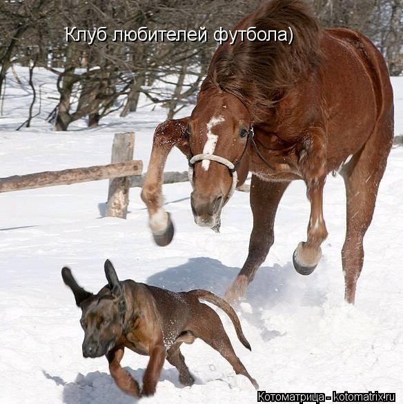 Котоматрица: Клуб любителей футбола)